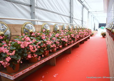 De Vinking met een mooi schild.